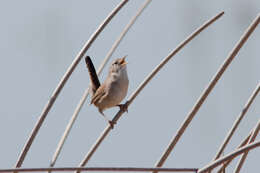 Image of Marsh Wren