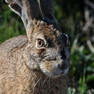 Image of Black-tailed Jackrabbit