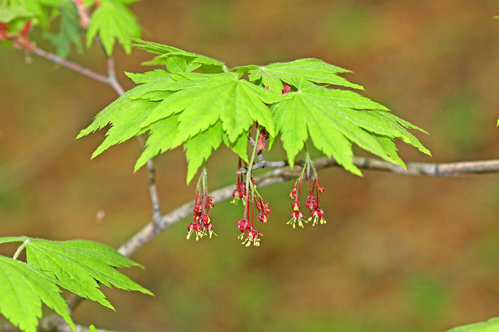 Imagem de Acer pseudosieboldianum (Pax) Kom.