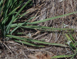 Image of northern vanilla lily