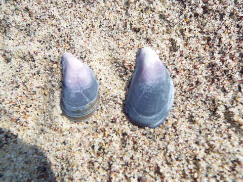 Image of Blue mussel