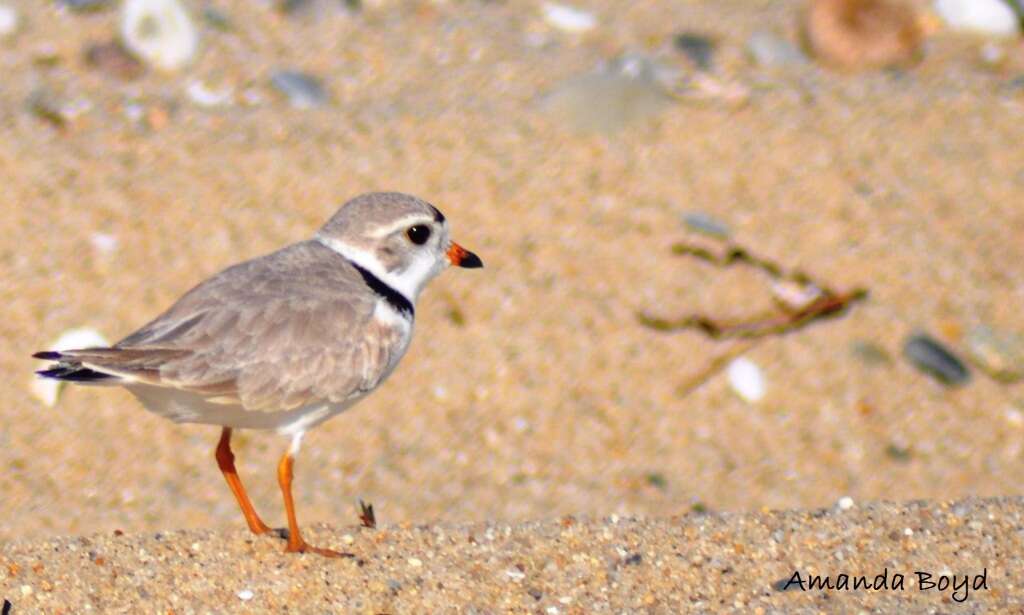 Image of Piping Plover