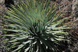 Image of Agave rzedowskiana P. Carrillo, Vega & R. Delgad.