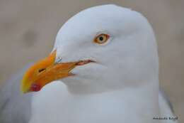 Image of American Herring Gull