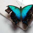 Papilio pericles Wallace 1865 resmi