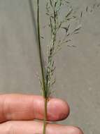 Image of Eragrostis amurensis Prob.