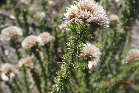 Image of Metalasia trivialis P. O. Karis