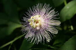 Image of Maypop