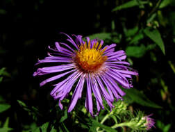 Image of Michaelmas daisy