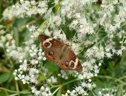 Image of Common buckeye