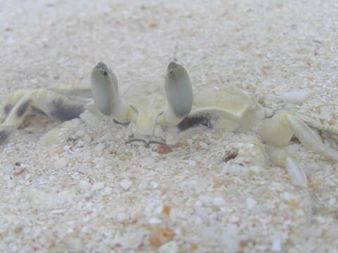 Image of Atlantic Ghost Crab