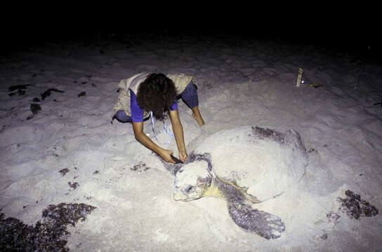 Image of Caretta