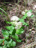 Image of Texas milkweed