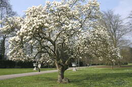 Image of Saucer magnolia