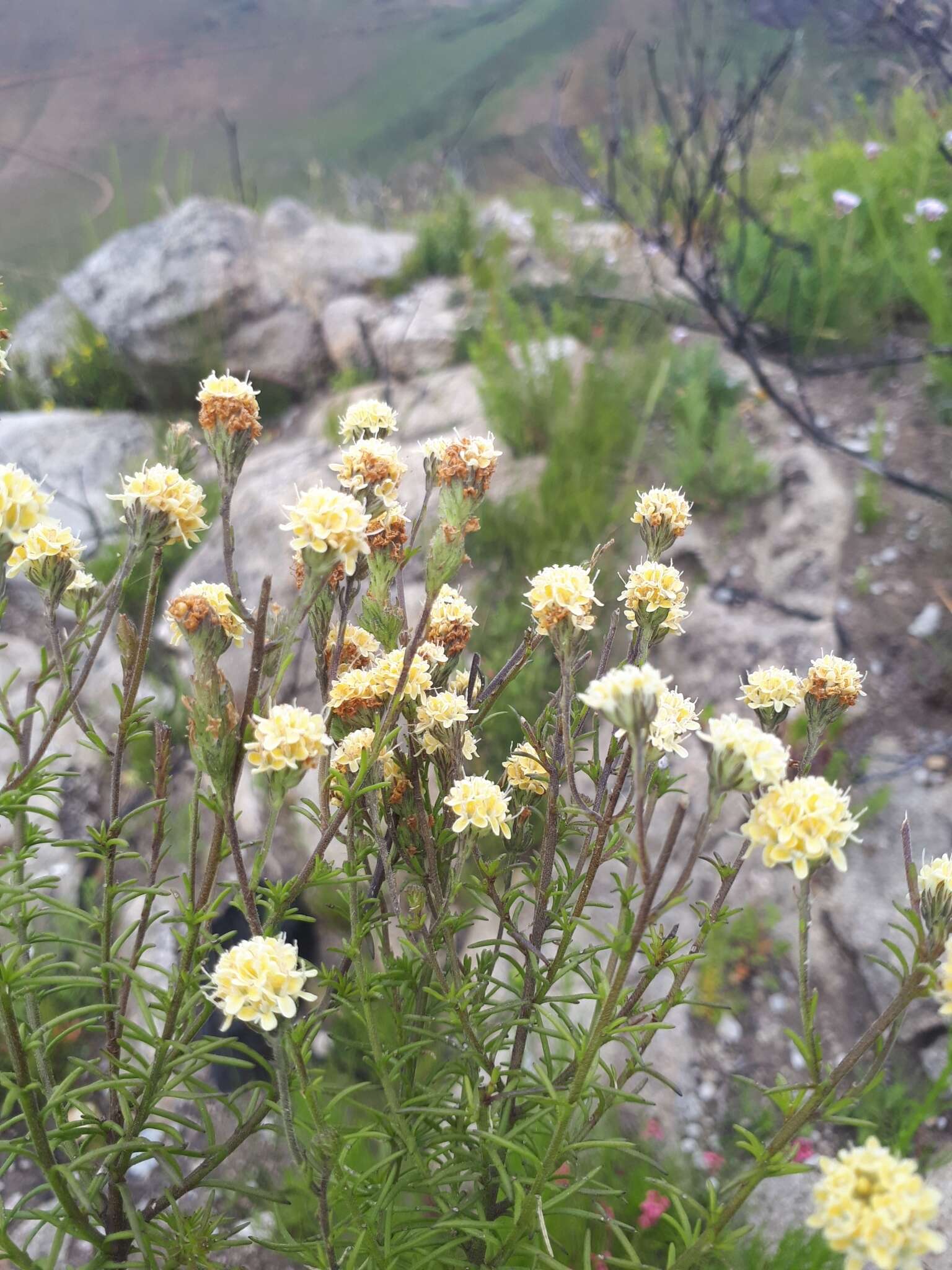 Sivun Phyllopodium elegans (Choisy) O. M. Hilliard kuva