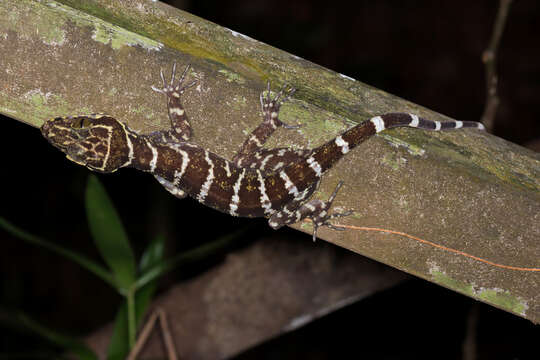 Image of Banded Forest Gecko