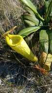 Image of Madagascar pitcher plant