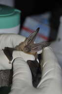 Image of Ozark big-eared bat