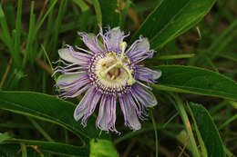 Image of Maypop