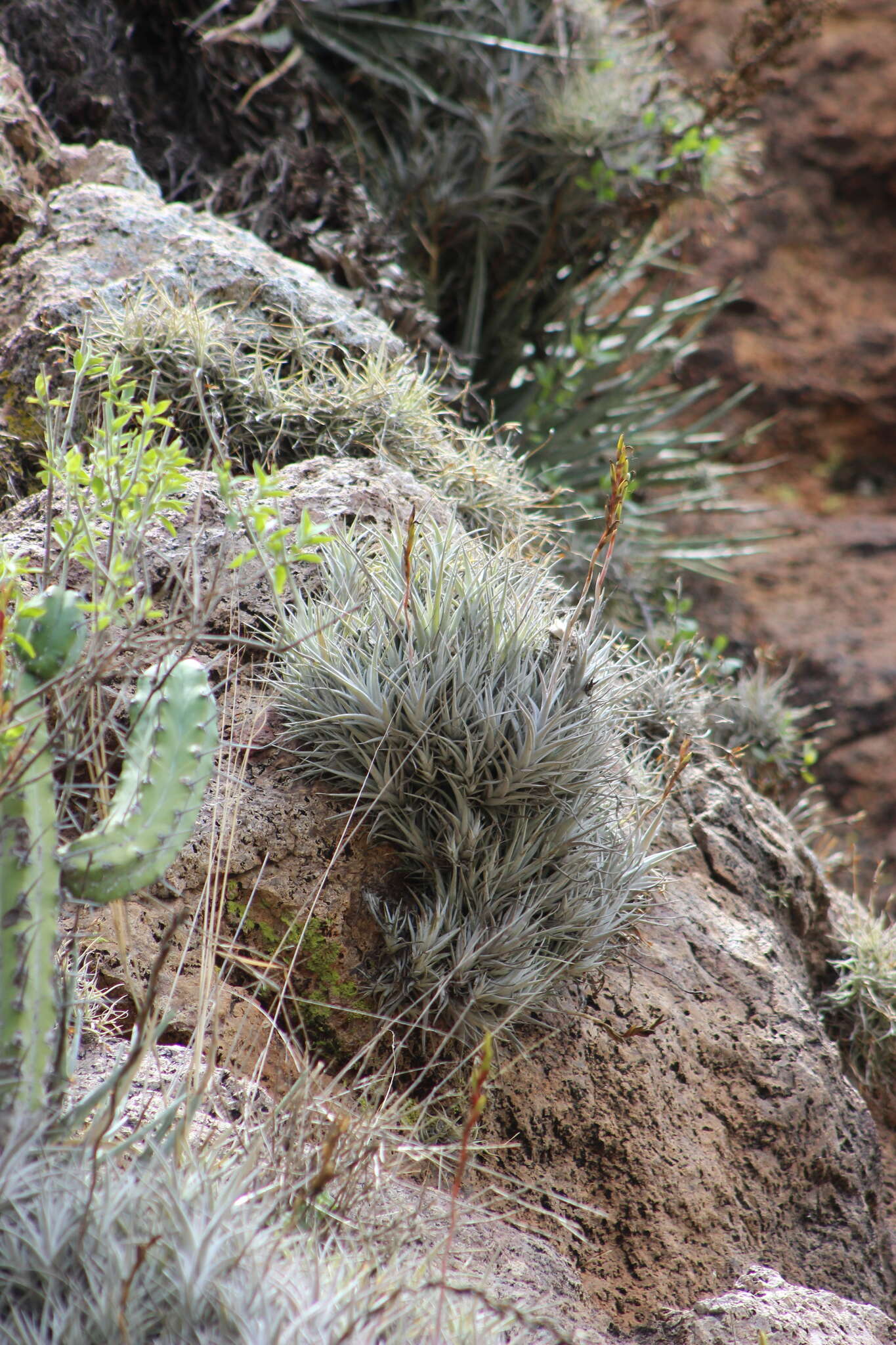 Tillandsia albida Mez & Purpus resmi