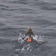 Image of Tufted Puffin