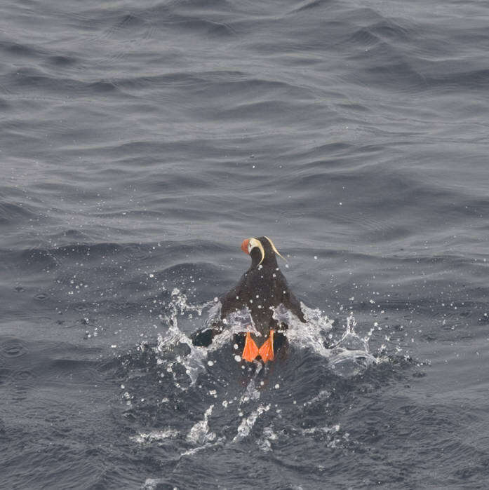 Image of Tufted Puffin