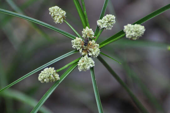 Image of Rush-like flatsedge