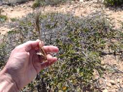 Image of Rytidosperma acerosum (Vickery) Connor & Edgar