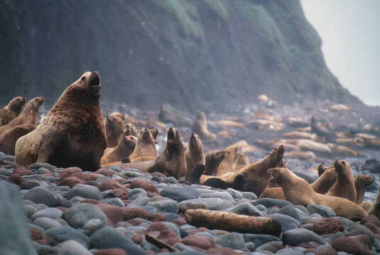 Image of northerns sea lions