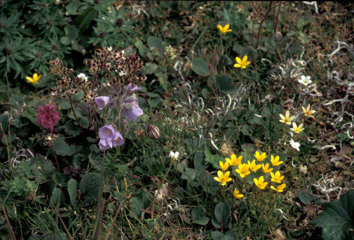 Слика од Saxifraga hirculus L.