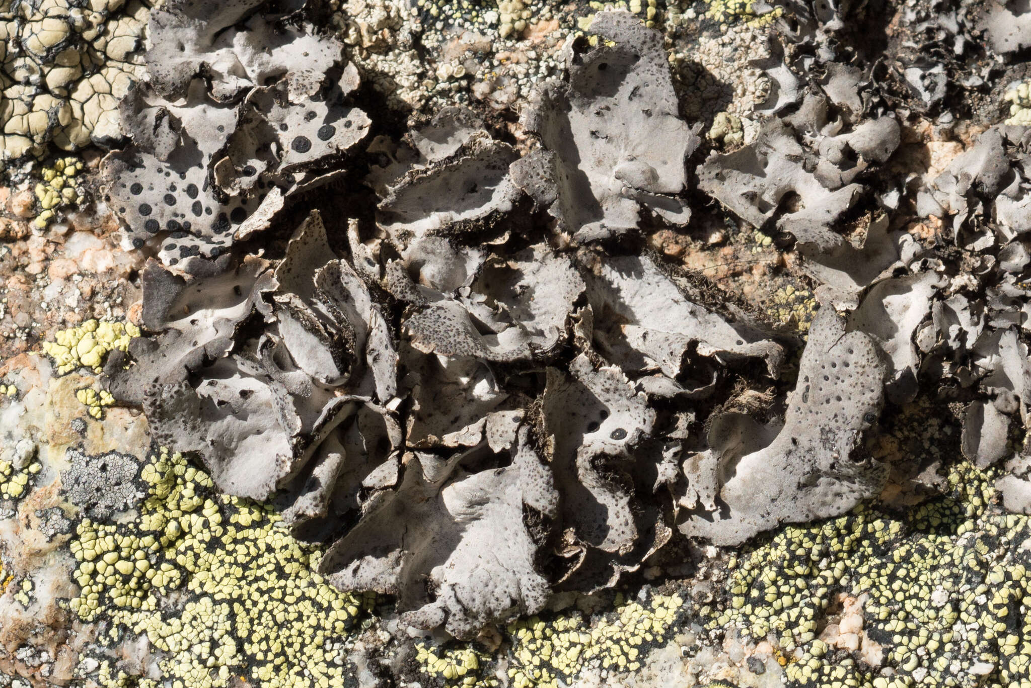 Image of Buttoned rock tripe lichen