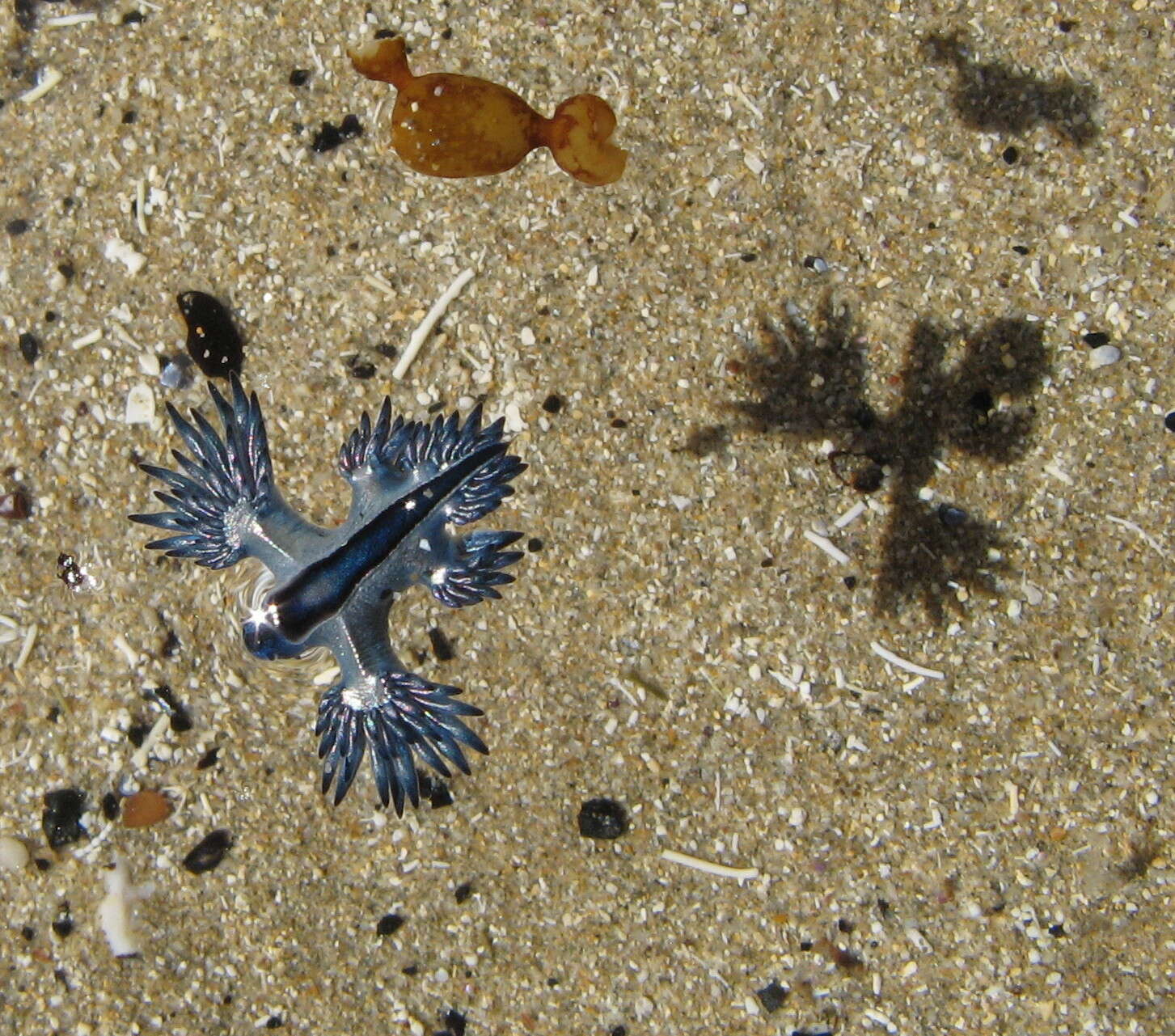 Image of Glaucilla bennettae (Churchill, Valdés & Ó Foighil 2014)