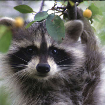 Image of raccoons