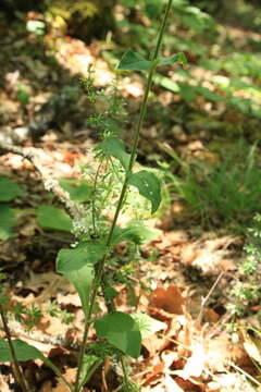 Image of Silene viridiflora L.