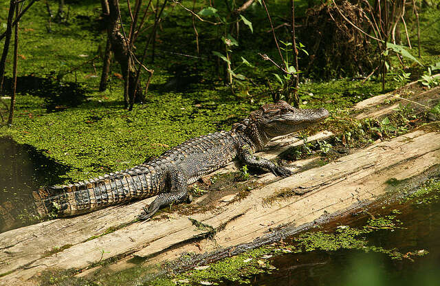 Image of alligators