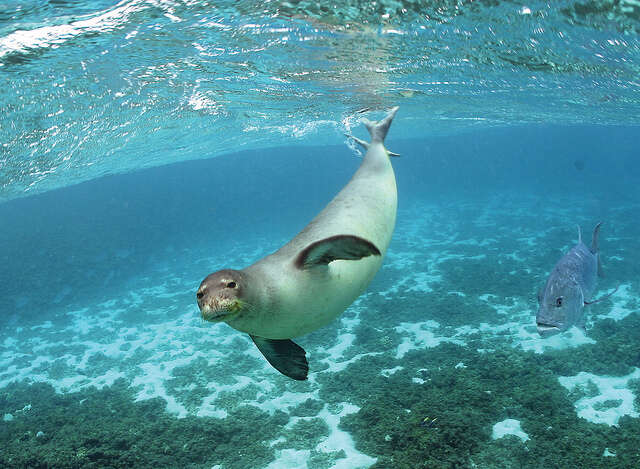 Image of Hawaiian Monk Seal