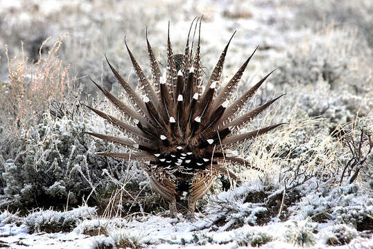 Image of Gunnison sage-grouse; greater sage-grouse