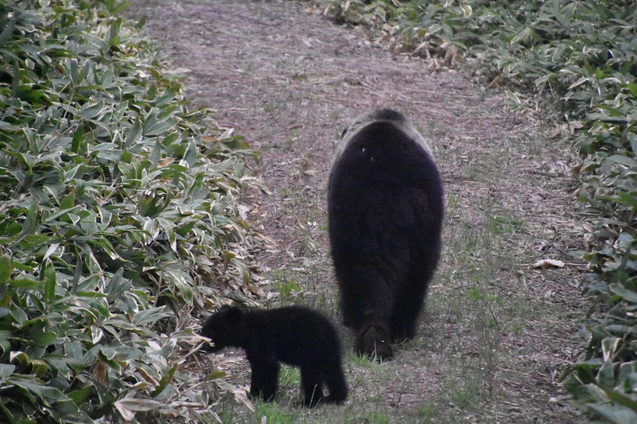 Image of Ussuri brown bear