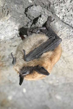 Image of Eastern Small-footed Myotis