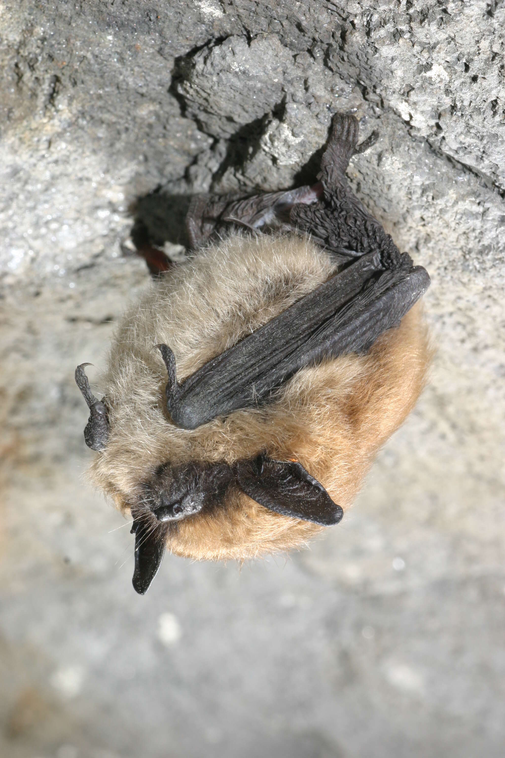 Image of Eastern Small-footed Myotis