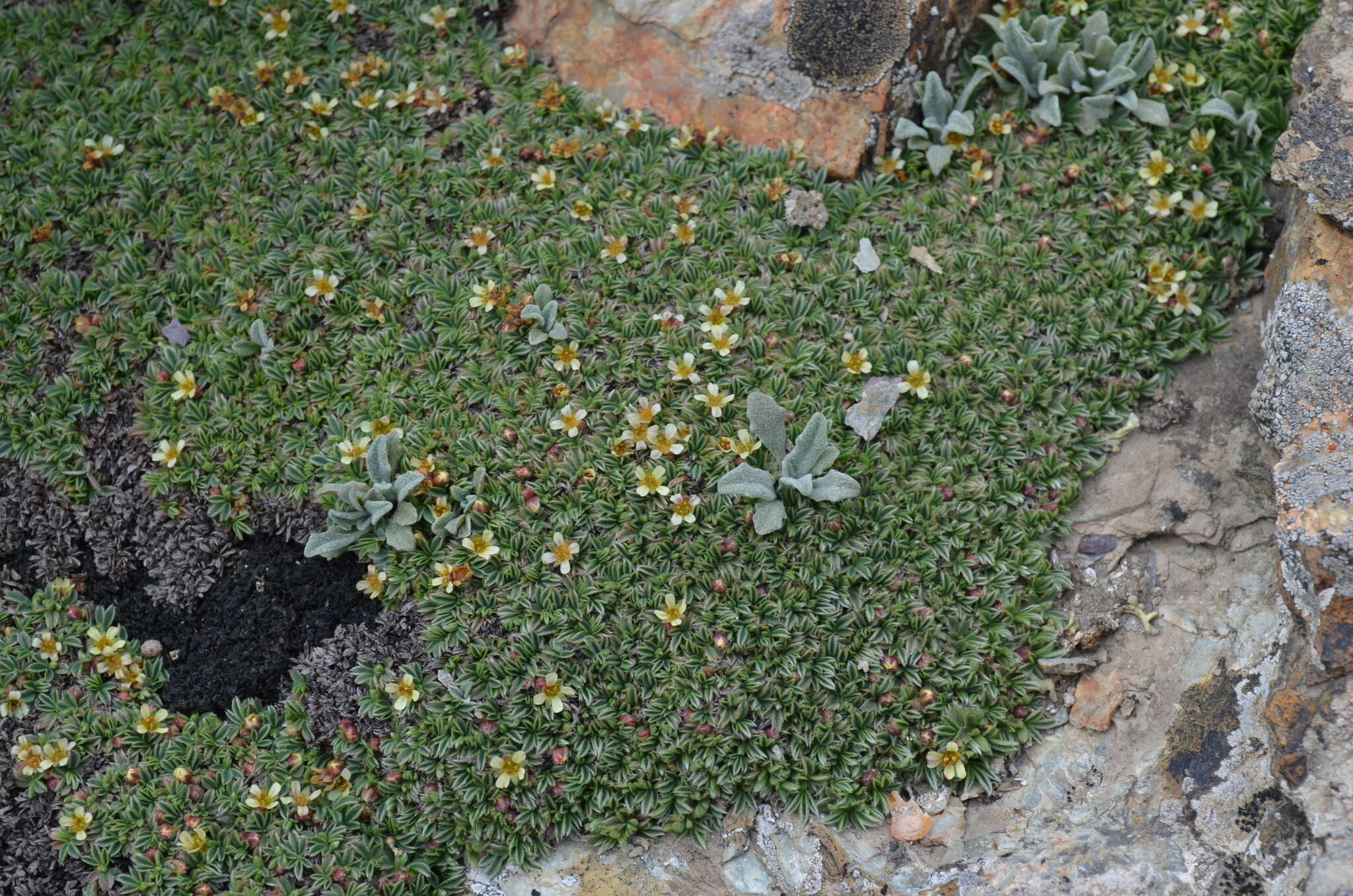 Image of Potentilla tetrandra (Bunge) Bunge ex Hook. fil.