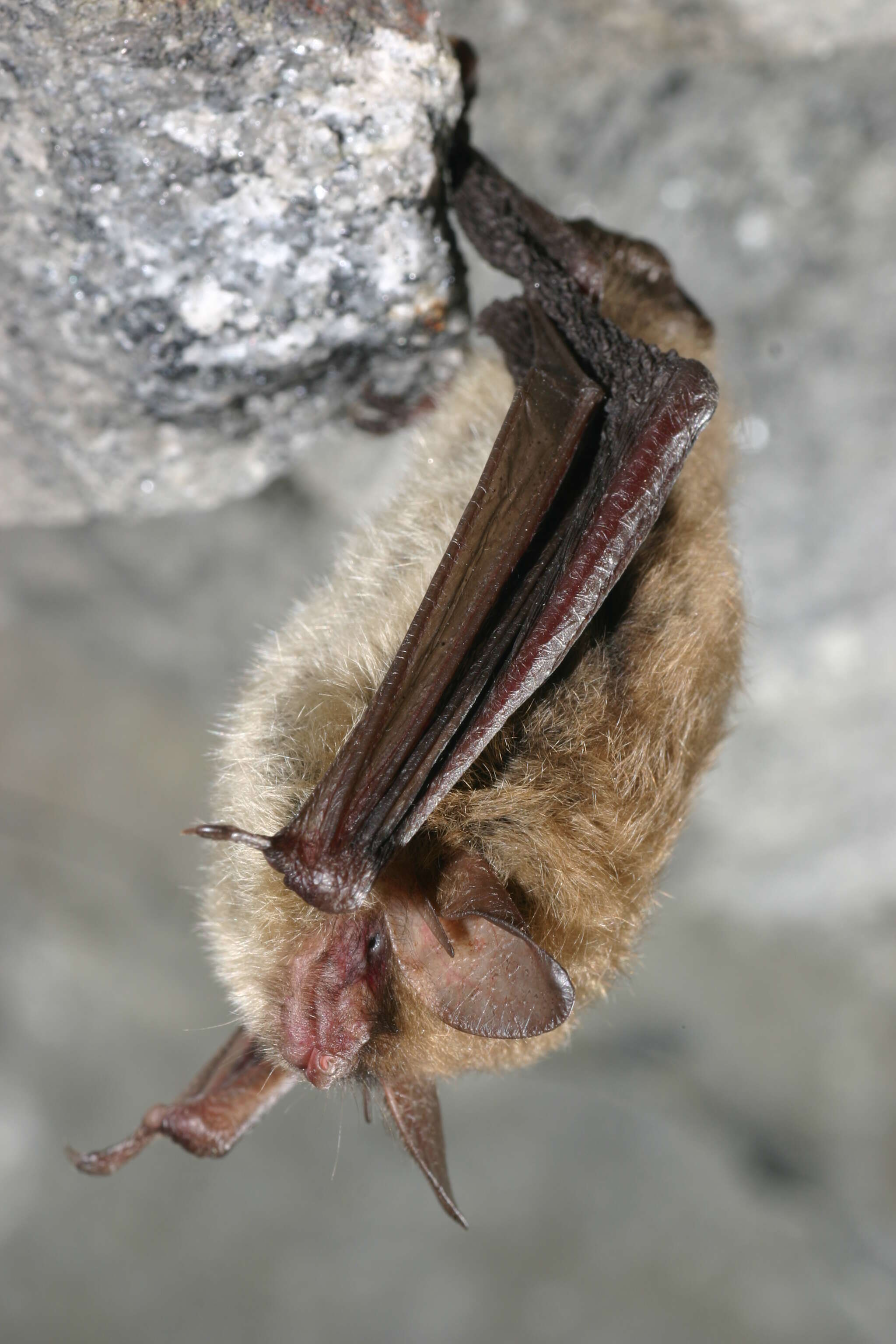 Image of Northern Long-Eared Bat