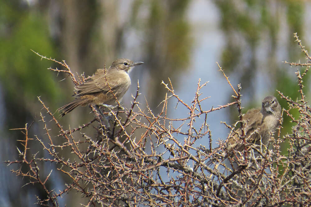 Image of White-throated Cacholote