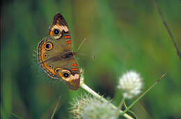 Image of Common buckeye