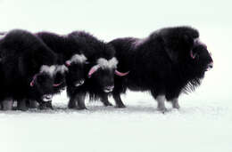 Image of muskox