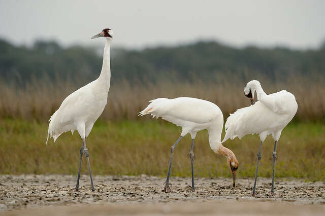 Image of Whooping Crane