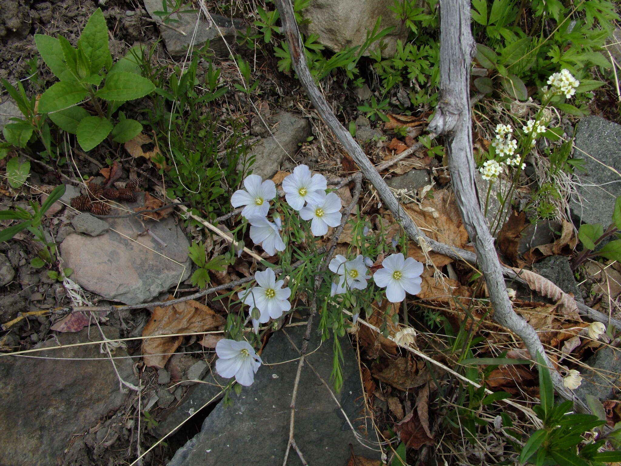 Imagem de Linum komarovii subsp. boreale (Juz.) T. V. Egorova