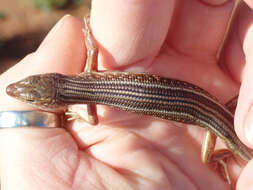 صورة Ctenotus leonhardii (Sternfeld 1919)