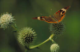 Imagem de Eryngium yuccifolium Michx.