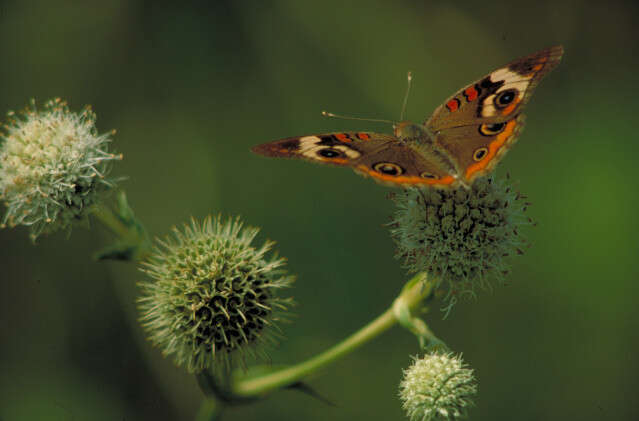 Imagem de Eryngium yuccifolium Michx.